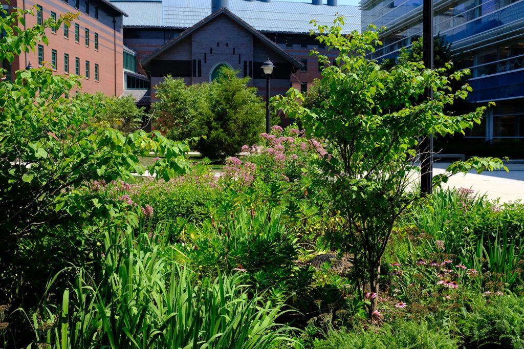 Northeast Science Quadrange, UConn, Storrs, CT